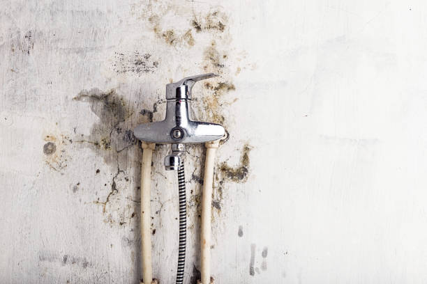 Best Mold Remediation  in Mcalmont, AR