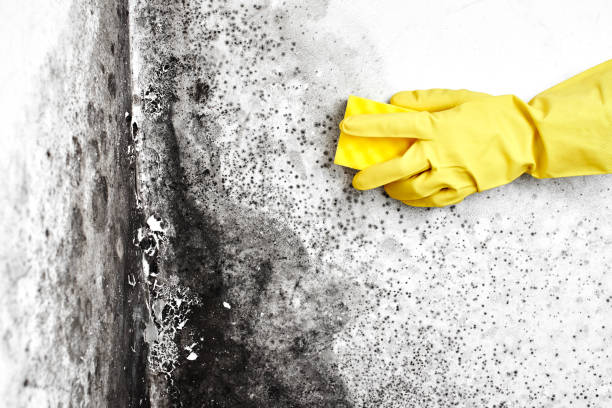 Best Residential Mold Removal  in Mcalmont, AR