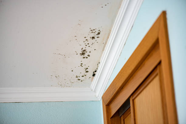 Mold Removal and Inspection in Mcalmont, AR