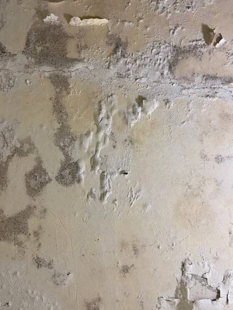 Best Mold Cleaning Services  in Mcalmont, AR