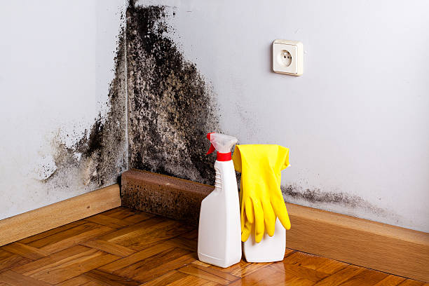 Crawl Space Mold Removal in Mcalmont, AR
