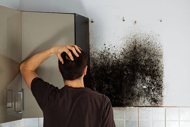 Mold Removal Process in Mcalmont, AR