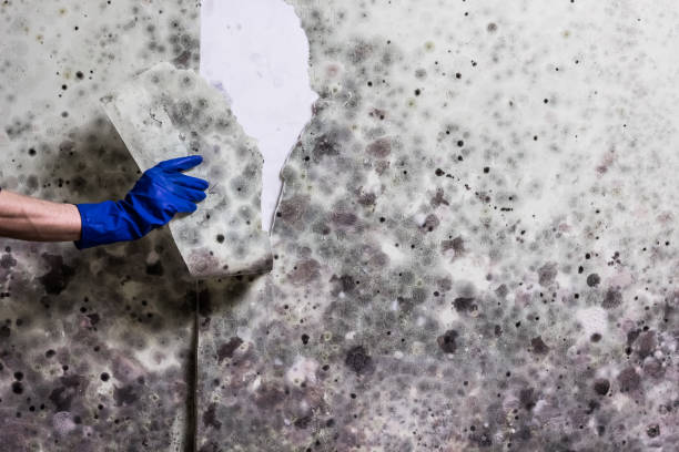 Best Home Mold Removal  in Mcalmont, AR
